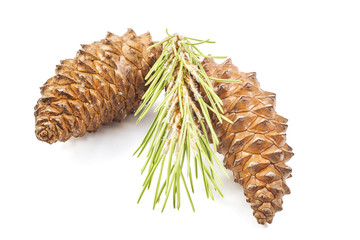 fir cones