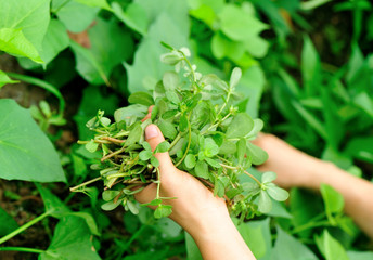 woman hands picking herba portulacae in garden © lzf