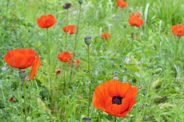 Roter Mohn