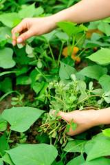 woman hands picking herba portulacae in garden