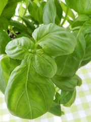 Obraz premium basilic