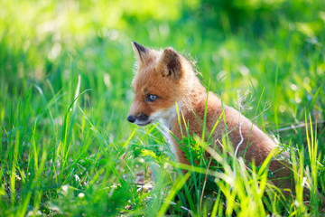 red fox pup
