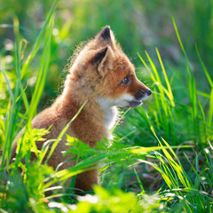 red fox pup