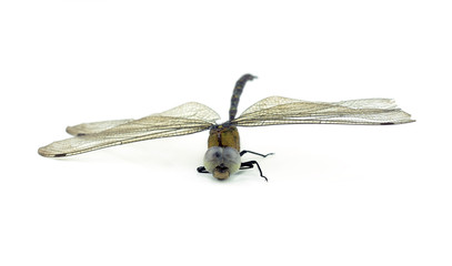 dead dragonfly