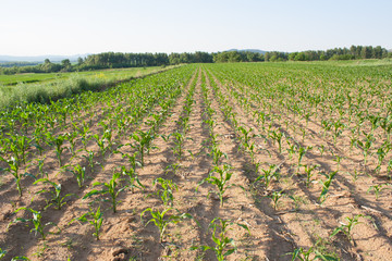 Corn field