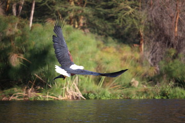 サンショウウミワシ