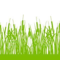 Fototapeta premium Grass, wild plants detailed silhouettes illustration background