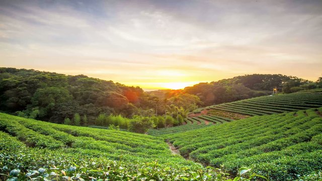 Time lapse of tea plantation landscape sunset