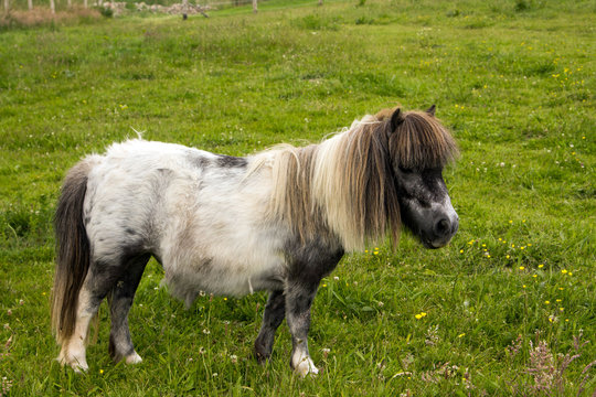 Zwergpony