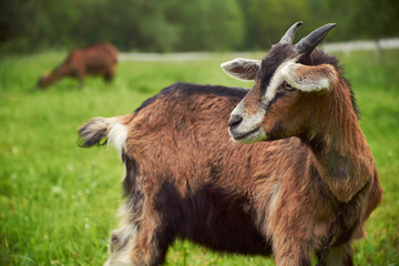 Fototapeta premium Goat