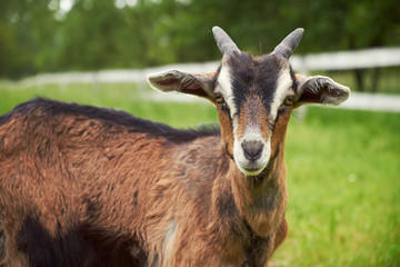 Goat - 66432050