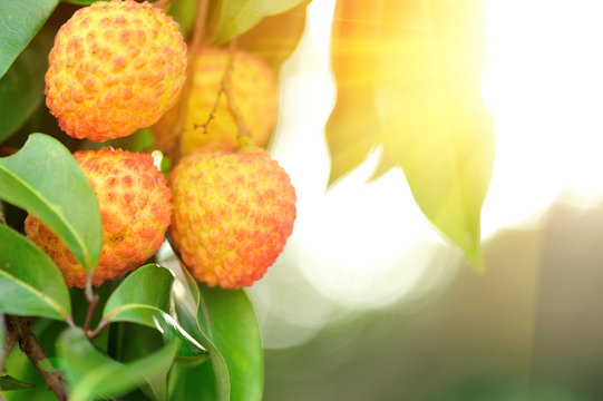 Lychee Fruits Grow On Tree