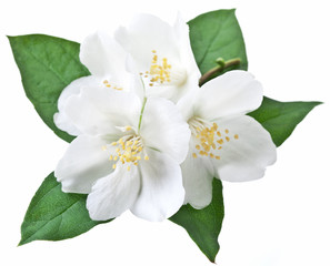 Blooming jasmine flower with leaves.