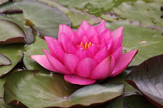 rosa seerose