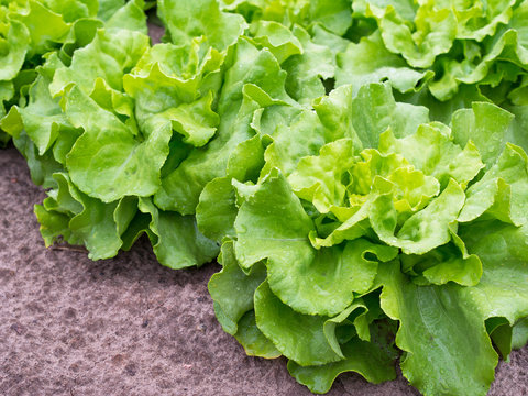 Gr&uuml;ner Salat - Blattsalat - Kopfsalat vom Freiland