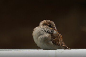 Sparrow