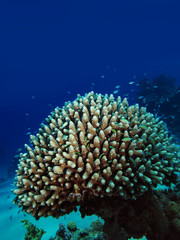 Fototapeta na wymiar Acropora Coral (Acropora humilis)