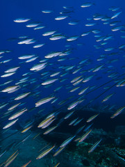 Striated fusilier (Caesio striata)