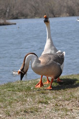 ガチョウの兄弟