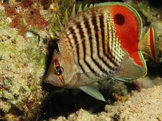 Red Sea Eritrean Butterflyfish.