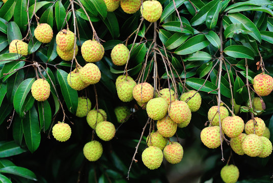 lychee fruits grow on tree