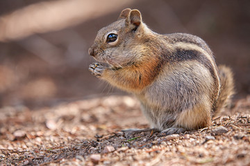 chipmunk in the Rocky Mountain National Park