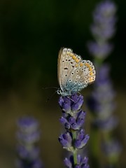 Polyommatus icarus (femmina) su fiori di Lavanda
