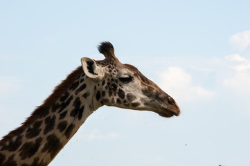 giraffe