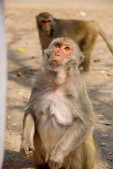 Portrait of the monkey.