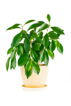 Ficus. Pot flower in a flowerpot