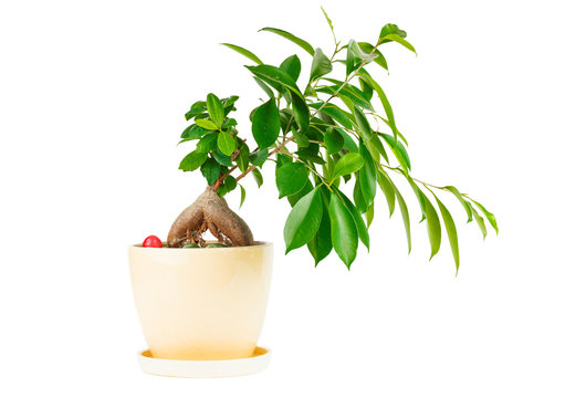 Ficus. Pot flower in a flowerpot