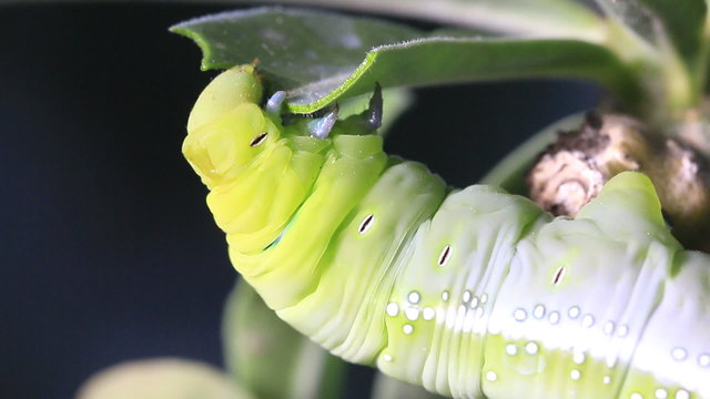 Macro close up Caterpillar, green worm is eating leaf