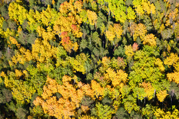 Top view of autumn forest in a sunny day