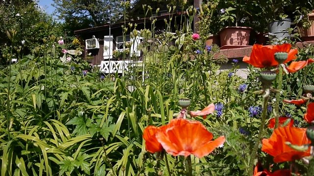Mohnblumen im Wind