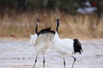 Japanese crane (Grus Japonensis) in Hokkaido,Japan