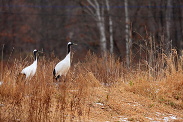 Japanese crane (Grus Japonensis) in Hokkaido,Japan