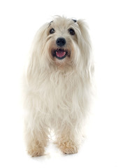 coton de tulear