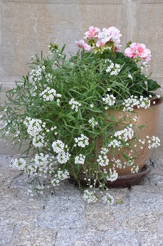 Flowers in the pot outside under the stone wall