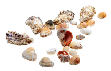 Seashells isolated on white background