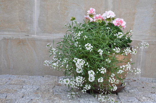 Flowers in the pot outside under the stone wall