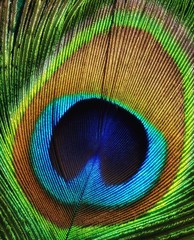 Peacock feather as a background.