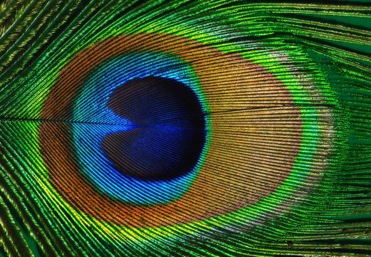 Fototapeta Peacock feather as a background.