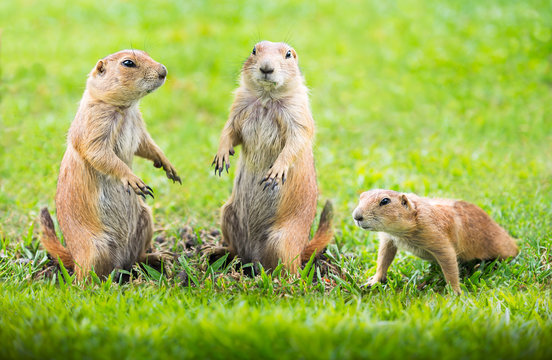 Prairie Dog