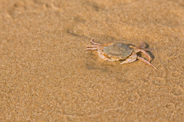 Baby crab on the sea shore