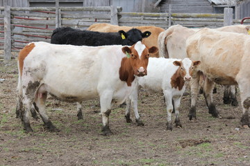Cows in Small Paddock