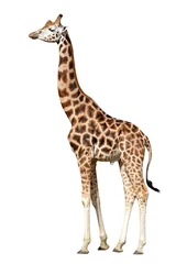 Papier Peint photo Girafe girafe isolé sur fond blanc