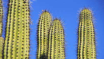 Kaktuswüste Arizona, USA