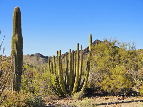 Kaktusw&uuml;ste Arizona, USA