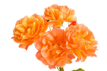 Strauchrose Westerland