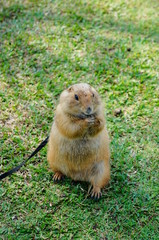 Prairie Dog